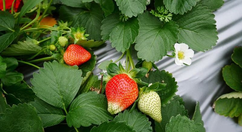 職場(chǎng)：團(tuán)隊(duì)執(zhí)行力太差，這4點(diǎn)關(guān)鍵原因你有注意到嗎？